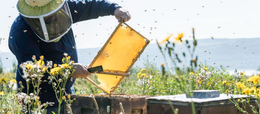 Honey - A Sweet Outcome Of Sustainable and Regenerative Agriculture Practices