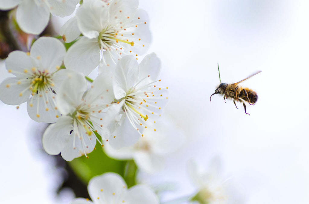 Love Gardening?10 Tips for Creating a Spectacular Pollinator-Friendly Garden